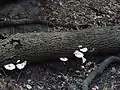 Un arbre abattu abandonné