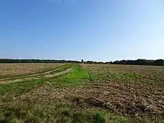 Photographie en couleurs d'un paysage de grands champs agricoles avec une forêt au lointain.