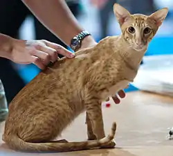 Oriental shorthair spotted tabby roux, primé en exposition féline finlandaise en 2011.