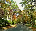 Une rue avec beaucoup d'arbres.