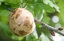 Confusion possible entre cette pomme de chêne et la galle ronde du chêne.