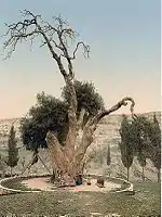 Photographie du chêne de Mambré vers 1900.