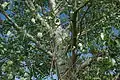 Populus alba  Oasi WWF Palude Busatello à Gazzo Veronese Italie
