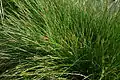 Carex  Oasi WWF Palude Busatello à Gazzo Veronese Italie