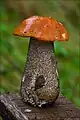 photo de Leccinum versipele