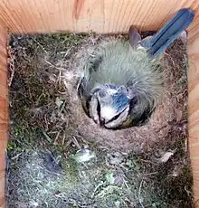 Photo d'une femelle dans un nichoir en position de couvaison.