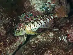 Pseudoblennius zonostigma.