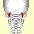 Le muscle oblique supérieur de la tête. Vue postérieure.