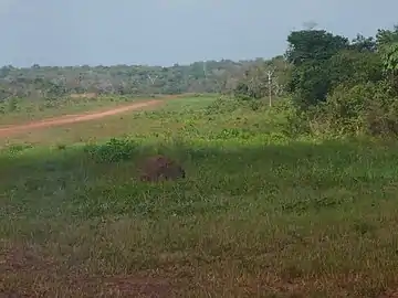 Forêt et piste d'atterrissage à Obo (République centrafricaine) en 2012.
