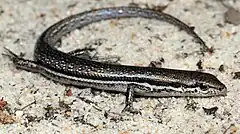 Description de l'image Obscure Skink (Morethia obscura) (8744545596).jpg.