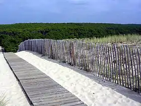Dune et forêt des Landes du site Natura 2000 « Dunes modernes du littoral landais d'Arcachon à Mimizan-Plage ».