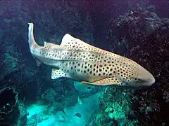 Requin zèbre (Stegostoma fasciatum)