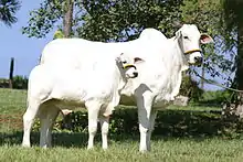 photo couleur d'animaux à robe blanche à bosse, longues oreilles et muqueuses noire.