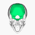 Os occipital en 3D (en vert).