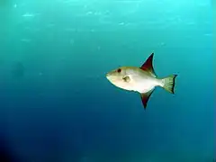 Description de l'image Ocean Triggerfish.jpg.