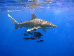 Carcharhinus longimanus