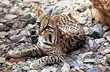 Ocelot (Leopardus pardalis)