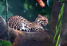 Ocelot (Leopardus pardalis)