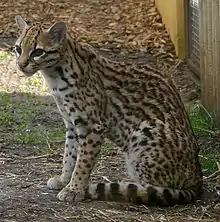 Un ocelot ou Leopardus pardalis.