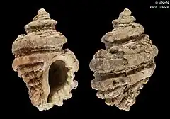 Description de l'image Ocenebra brevirobusta (MNHN-IM-2000-1043).jpeg.