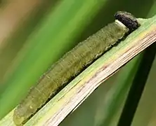 Chenille, vue de profil