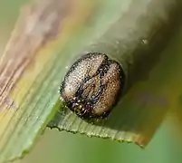 Chenille, vue de face