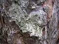 Lichen du genre Ochrolechia sur les monts Zlatibor