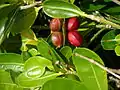 Fruits et feuilles