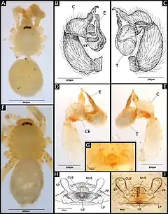 Description de l'image Ochyrocera monica (10.3897-subtbiol.41.72895) Figure 9.jpg.