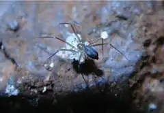 Description de l'image Ochyrocera varys with egg sac.jpg.