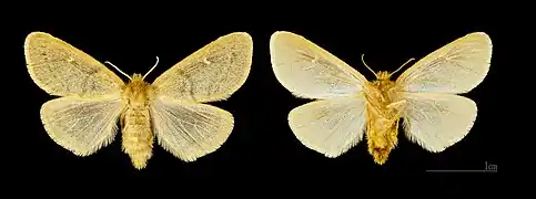 Les deux faces ♀ Monteils - Muséum de Toulouse