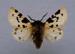 Ocnogyne ibérique(Ocnogyna zoraida)