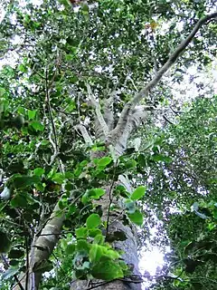 Description de l'image Ocotea bullata - Black Stinkwood tree - Newlands Forest - Cape Town 2.jpg.