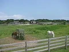 Deux poneys d'Ocracoke, une variété des chevaux des Outer Banks.