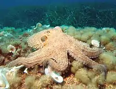 Octopus vulgaris, un Octopodidae