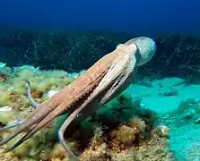 La pieuvre commune peut se déplacer par propulsion.