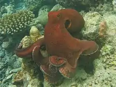 Un poulpe de récifs commun (Octopus cyanea)