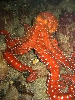 Description de l'image Octopus macropus.jpg.