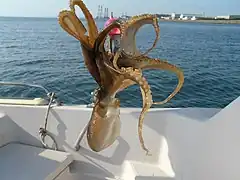 Amphioctopus fangsiao