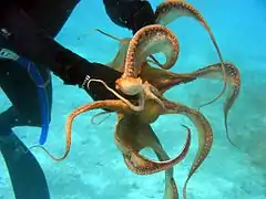 Callistoctopus ornatus.