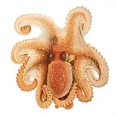 Description de l'image Octopus salutii Merculiano.jpg.