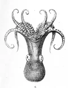 Description de l'image Octopus superciliosus.jpg.