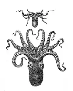 Description de l'image Octopus vitiensis.jpg.