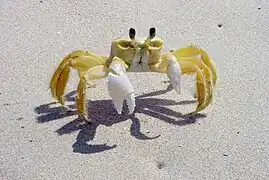 Crabes, crevettes
