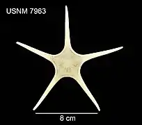 Odontaster setosus (USNM)