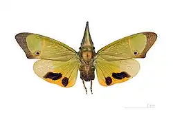 Odontoptera - Odontoptera carrenoi