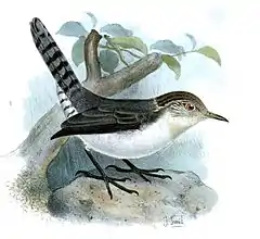 Description de l'image Odontorchilus branickii.jpg.