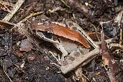 Description de l'image Odorrana nasica, Long-nosed odorous frog - Khun Nan National Park (47750974122).jpg.