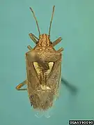 Oebalus ypsilongriseus