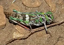 Oedaleus decorus ♀(Lozère, France)